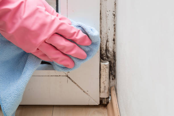 Best Residential Mold Remediation in Apex, NC