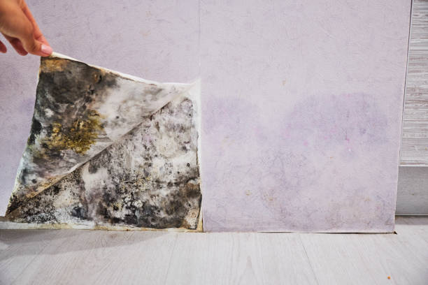 Best Post-Flood Mold Remediation in Apex, NC